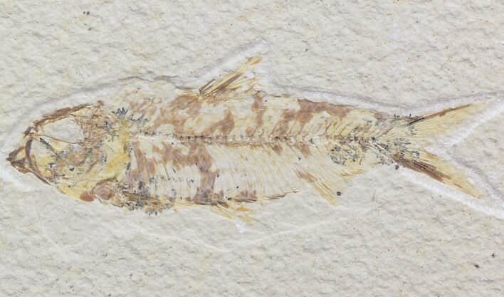 Bargain Knightia Fossil Fish - Wyoming #42371